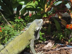 03-An iguana in the garden